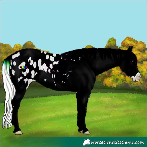 Horse Color:Watercolor White Spotted Silver Buckskin Chinchilla Pearl Sabino Blanket 