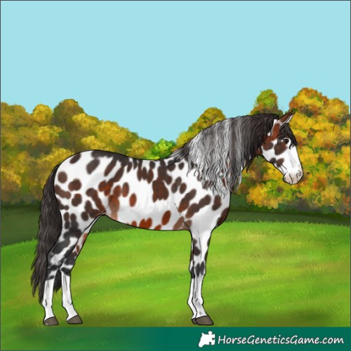 Horse Color:Bay Appaloosa 