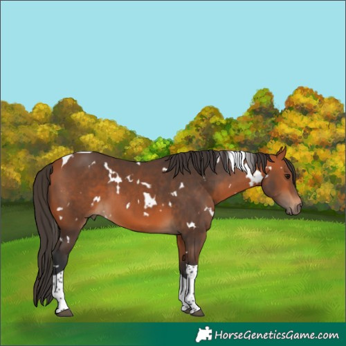 Horse Color:White Spotted Bay Tobiano 