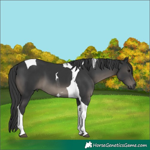 Horse Color:Black Tobiano 