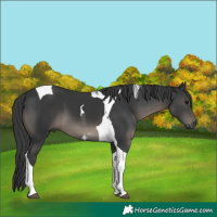 Horse Color:Black Tobiano