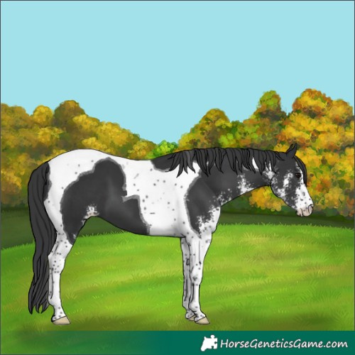 Horse Color:Black Sabino Tobiano