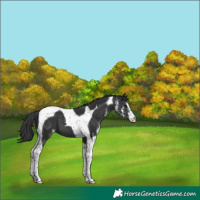 Horse Color:Black Sabino Tobiano