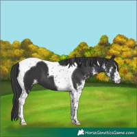 Horse Color:Black Sabino Tobiano 