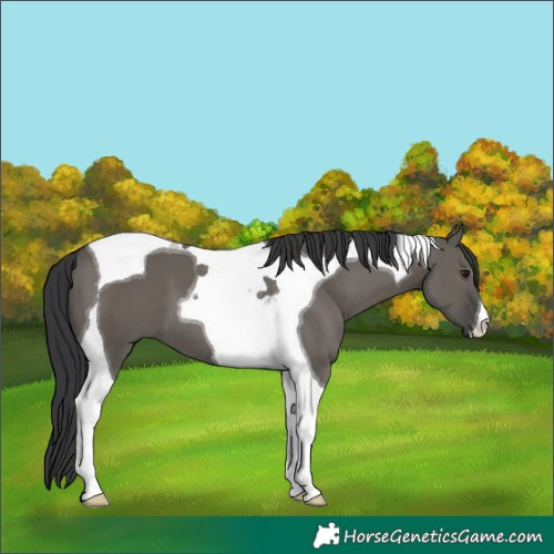Horse Color:Grullo Tobiano