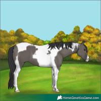 Horse Color:Grullo Tobiano 