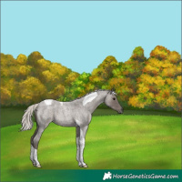 Horse Color:Silver Blue Roan Tobiano 