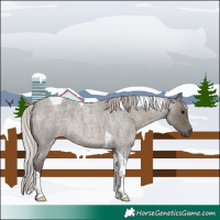 Horse Color:Silver Blue Roan Tobiano 