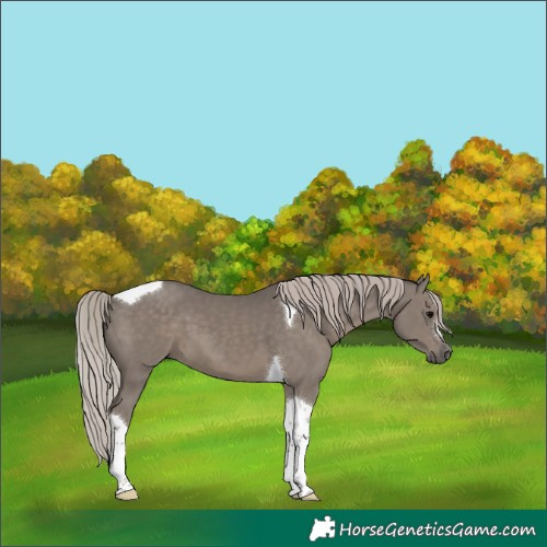 Horse Color:Silver Black Tobiano 