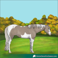 Horse Color:Silver Grullo Tobiano 
