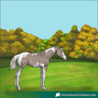 Horse Color:Silver Grullo Tobiano 