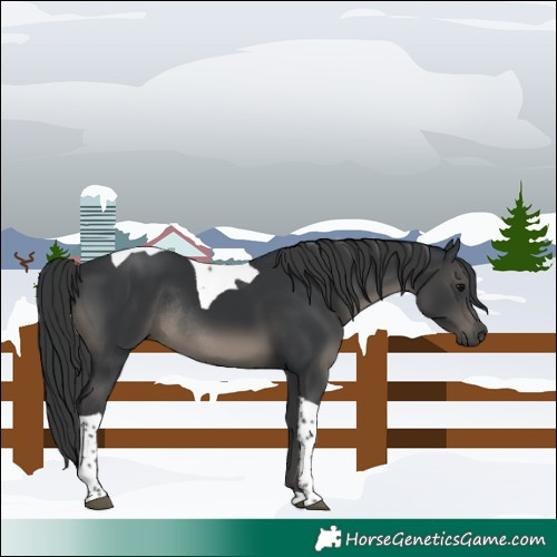 Horse Color:Black Tobiano Rabicano 