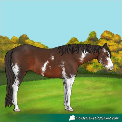 Horse Color:Liver Chestnut Sabino 