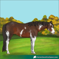 Horse Color:Liver Chestnut Sabino