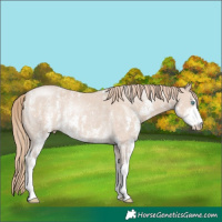 Horse Color:Smoky Creme Sabino Rabicano