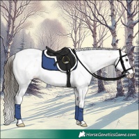 Horse Color:Buckskin Sabino Rabicano