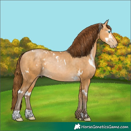 Horse Color:Gray White Spotted Buckskin Pearl Rabicano 