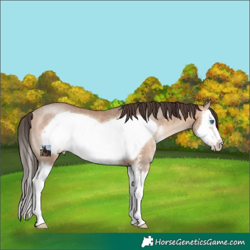 Horse Color:Sable Champagne Sabino Splash Frame Rabicano 