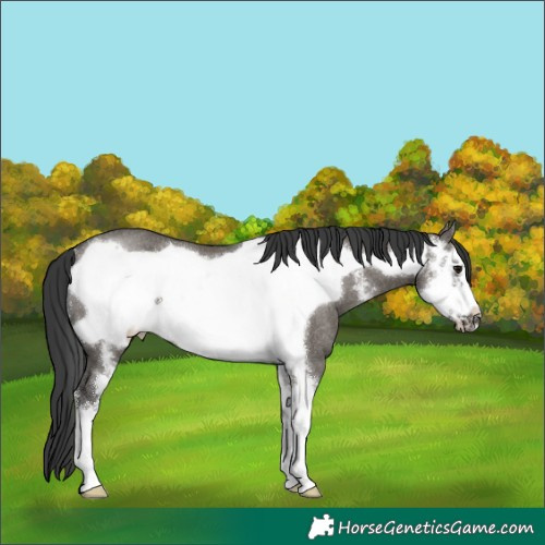 Horse Color:Grullo Sabino Frame Rabicano 