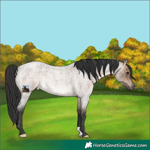 Horse Color:Brown Roan Dun Rabicano