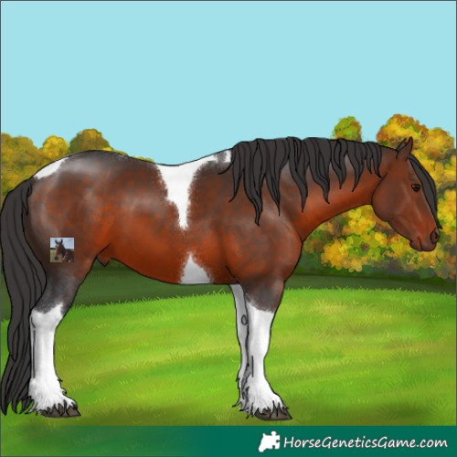Horse Color:Brown Tobiano 