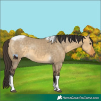 Horse Color:Buckskin Dun Tobiano 