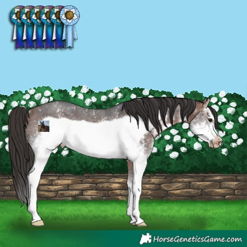 Horse Color:White Spotted Bay Sabino Frame Blanket Rabicano 
