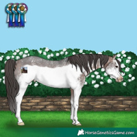 Horse Color:White Spotted Bay Sabino Frame Appaloosa Rabicano 