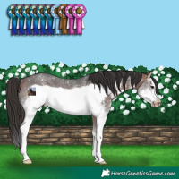 Horse Color:White Spotted Bay Sabino Frame Varnish Rabicano