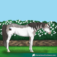 Horse Color:White Spotted Bay Sabino Frame Appaloosa Rabicano 