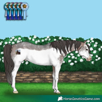 Horse Color:White Spotted Bay Sabino Frame Appaloosa Rabicano 