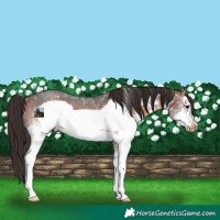 Horse Color:White Spotted Bay Sabino Frame Appaloosa Rabicano 