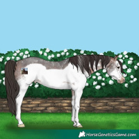 Horse Color:White Spotted Bay Sabino Frame Appaloosa Rabicano 