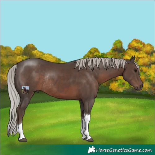 Horse Color:Silver Black Tobiano Rabicano