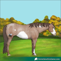 Horse Color:Classic Champagne Frame Appaloosa Rabicano