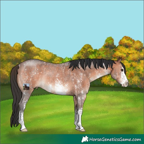 Horse Color:Brown Sabino Rabicano 