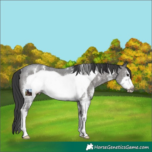 Horse Color:Black Sabino Frame Appaloosa Rabicano 