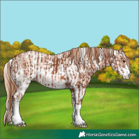 Horse Color:Chestnut  and Gold Champagne Sabino 