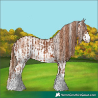 Horse Color:Chestnut  and Gold Champagne Sabino 