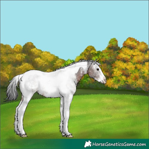 Horse Color:Brown Sabino Tobiano