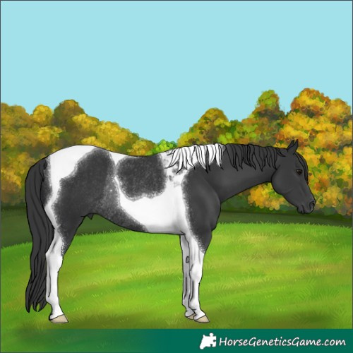 Horse Color:Black Tobiano Rabicano 