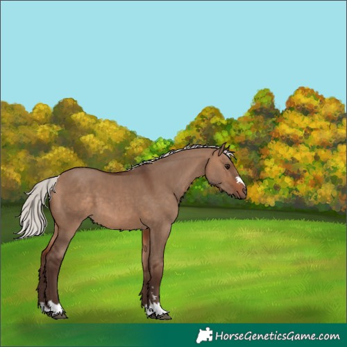 Horse Color:Silver Brown Dun 