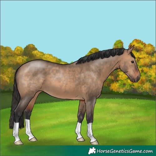 Horse Color:Brown Dun 