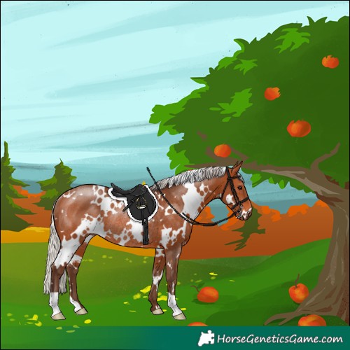 Horse Color:White Spotted Silver Bay Rabicano