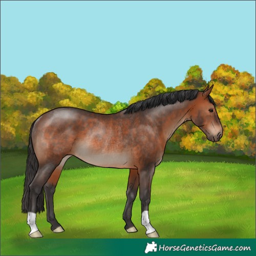 Horse Color:Brown Rabicano 