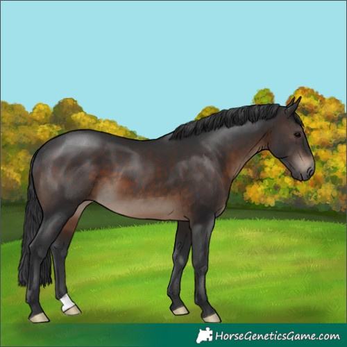 Horse Color:Brown 