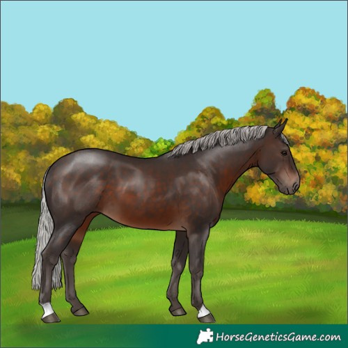 Horse Color:Silver Brown