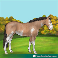 Horse Color:Bay Dun Sabino Brindle