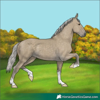 Horse Color:Silver Smoky Grullo 