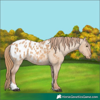 Horse Color:Red Dun Tobiano Blanket 